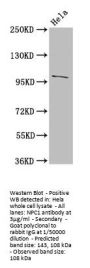 NPC1 Antibody