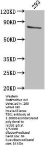 TBK1 Antibody