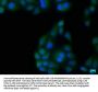 TBK1 Antibody