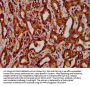 EGFL7 Antibody