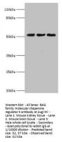 Rabbit anti-human BAG family molecular chaperone regulator 5 polyclonal Antibody