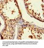 Rabbit anti-human BAG family molecular chaperone regulator 5 polyclonal Antibody