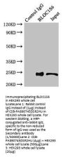 BLOC1S6 Antibody