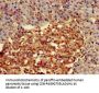 FZD4 Antibody