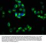 PACSIN2 Antibody