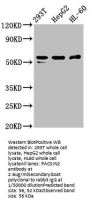 PACSIN2 Antibody