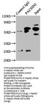 PACSIN2 Antibody