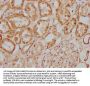 MGAT4B Antibody
