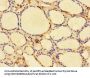 DBR1 Antibody