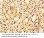 DBR1 Antibody