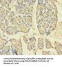 APPL1 Antibody