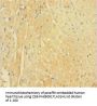 APPL1 Antibody
