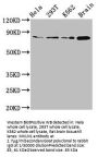 MKLN1 Antibody