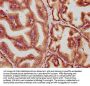 MKLN1 Antibody