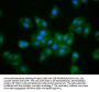 MKLN1 Antibody