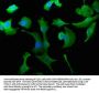 WWC3 Antibody