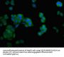 NDRG4 Antibody