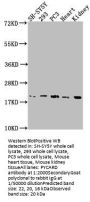 PYCARD Antibody
