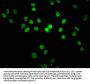KMT2B Antibody