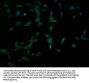 PPT2 Antibody