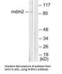 MDM2 Antibody