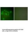 MDM2 Antibody