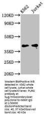 PURG Antibody