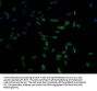 MYO15A Antibody