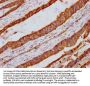 INTU Antibody