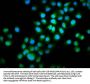 INTU Antibody