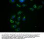 HHLA2 Antibody