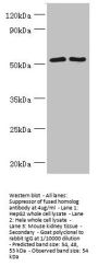 SUFU Antibody