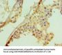 SUFU Antibody