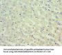 SUFU Antibody