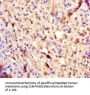 PLA2G2D Antibody