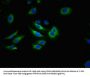 ABCG2 Antibody