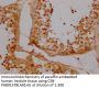 ERVW-1 Antibody