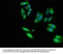 ERVW-1 Antibody