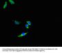 DNMT3L Antibody