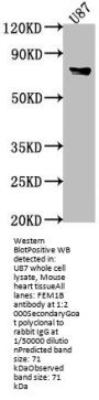 FEM1B Antibody