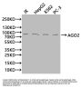 AGO2 Antibody