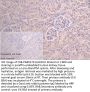 AGO2 Antibody
