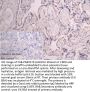 AGO2 Antibody
