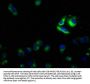 SLC39A10 Antibody