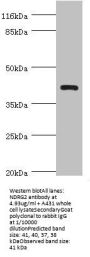 NDRG2 Antibody