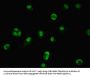 TRIM33 Antibody
