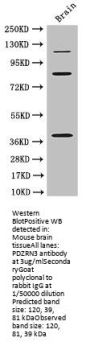 PDZRN3 Antibody