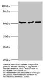 SERPINA10 Antibody