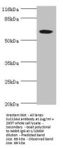 SLC13A4 Antibody