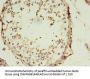 SLC13A4 Antibody